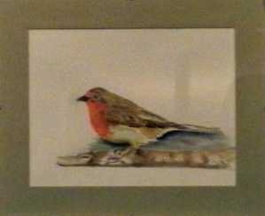 Rouge gorge